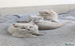 Scottish Fold cats for sale: Scottish fold kittens are looking for family🥰 - Advert 3