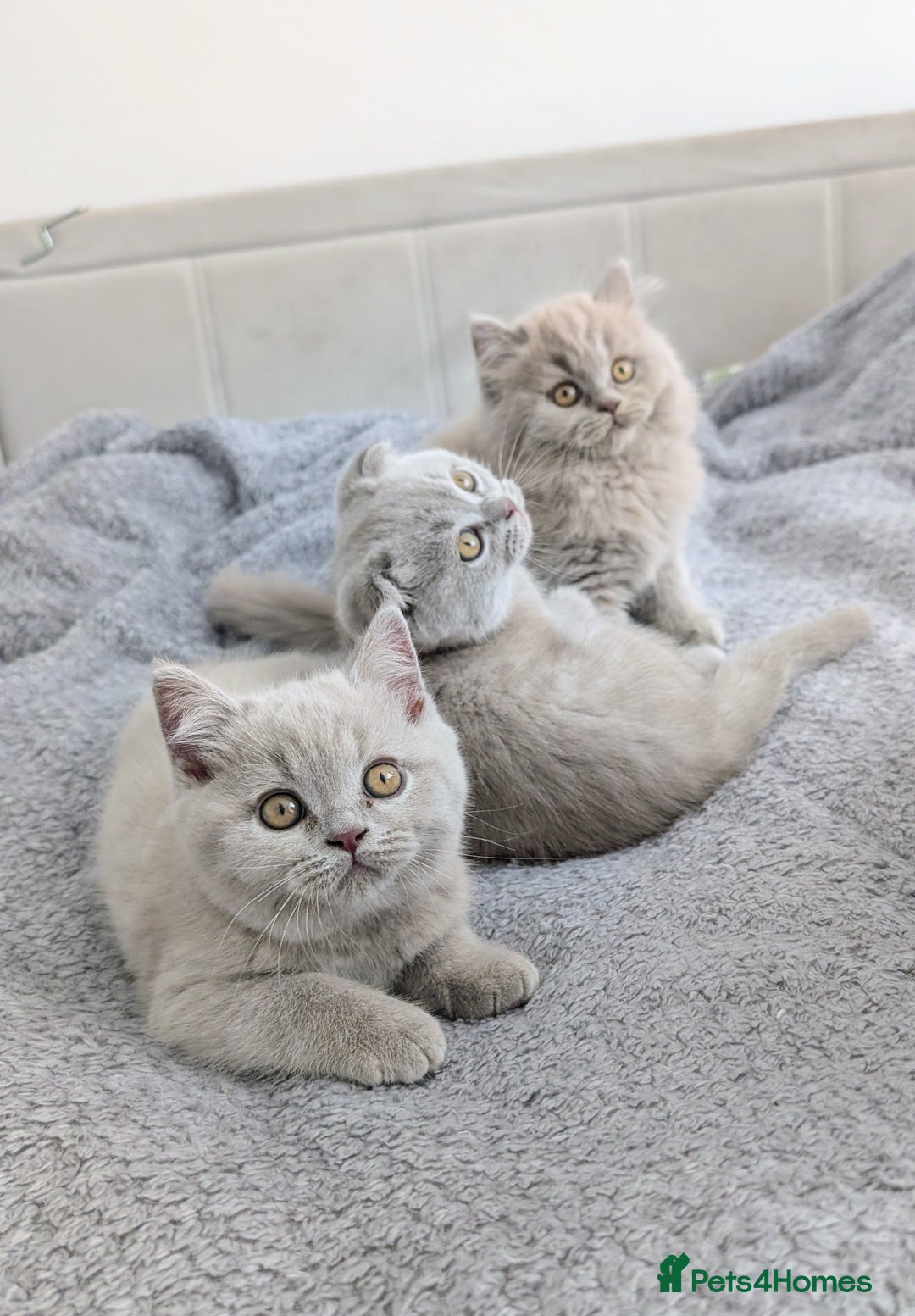 Scottish Fold cats for sale: Scottish fold kittens are looking for family🥰 - Advert 3