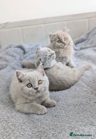 Scottish Fold cats - Advert 15