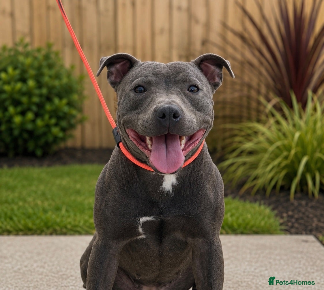 Staffordshire Bull Terrier dogs Bell adult female blue staff for sale  - Advert 1