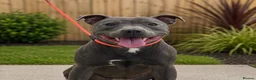 Staffordshire Bull Terrier dogs for sale: Bell adult female blue staff for sale  - Advert 1