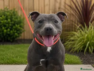 Staffordshire Bull Terrier dogs Bell adult female blue staff for sale - Advert 1
