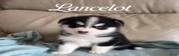 Pomsky dogs for sale: F3 Pomsky Puppies - Ready Soon - Advert 10