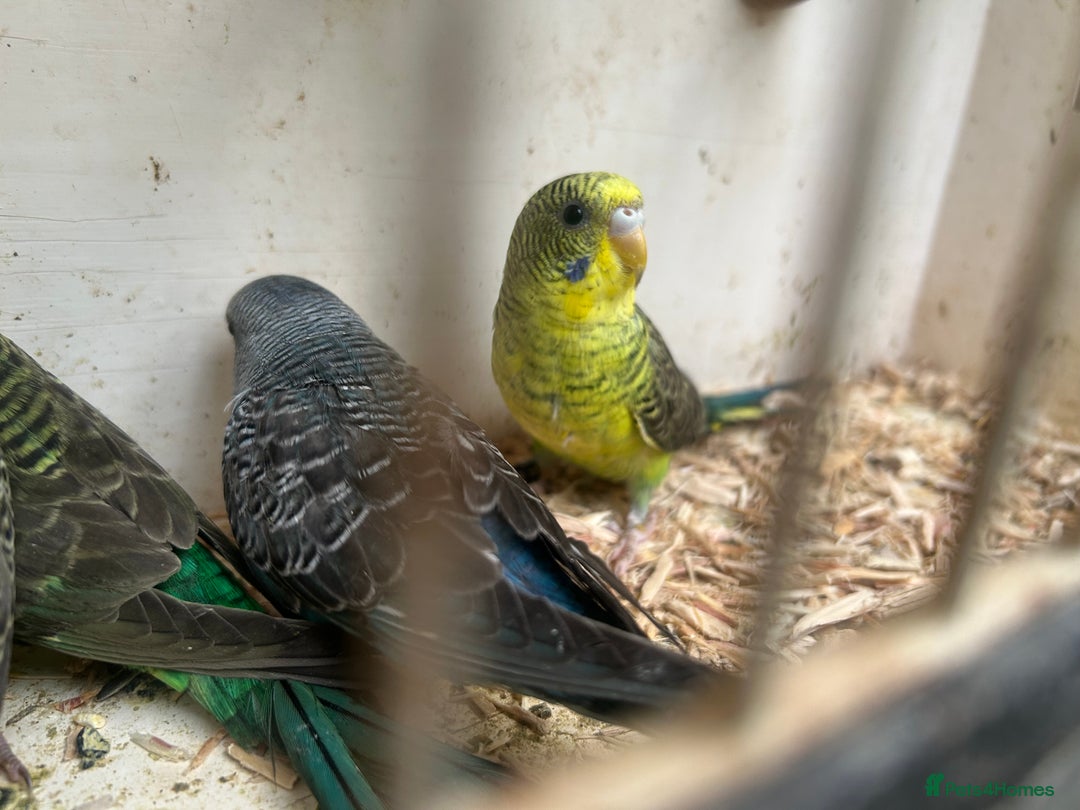 Budgerigars birds for sale: Budgies for sale, black wings, all in good health  - Image 19