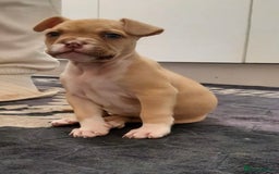 Alapaha Blue Blood Bulldog dogs for sale: Alapaha blue blood bulldog female puppy  - Image 3