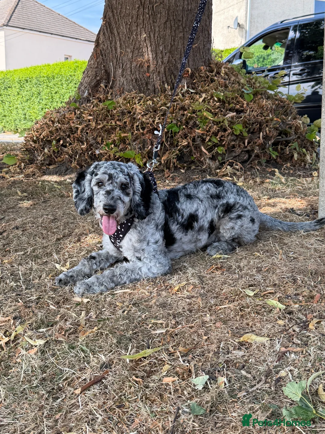 Cockapoo dogs for sale: Charlie  - Advert 1