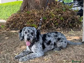 Cockapoo dogs Charlie - Advert 1