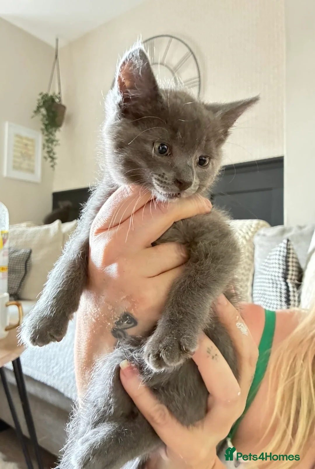 Mixed Breed cats for sale: Half Russian Blue Kittens  - Advert 2