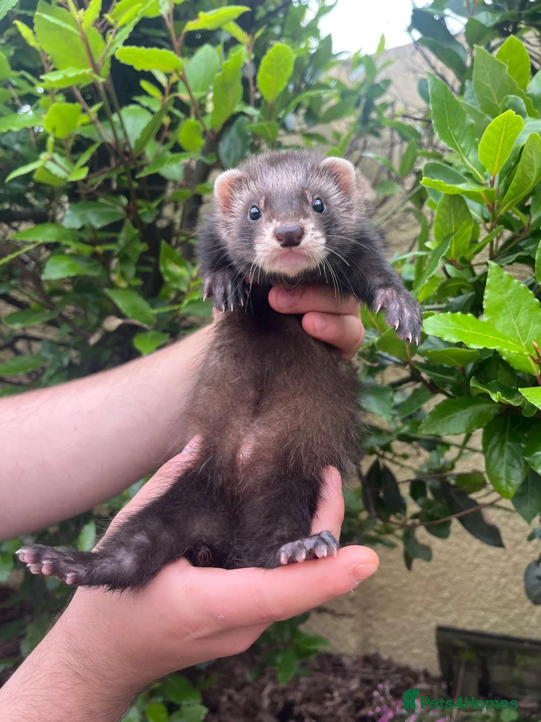 Ferret rodents for sale: 5 semi-angora ferret hobs for sale  in Cardiff - Advert 1