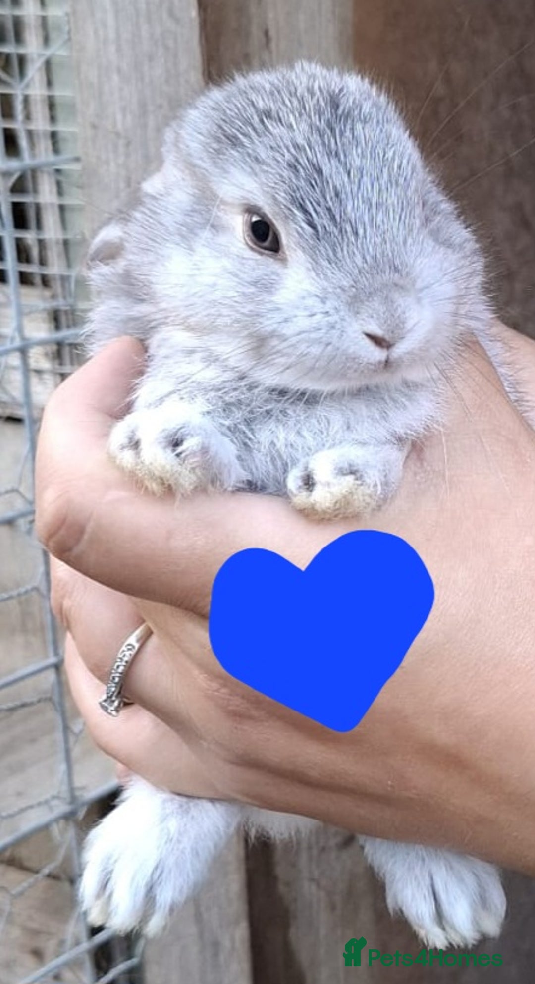 Mini Lop rabbits for sale: 5 baby bunnies for sale  - Image 3