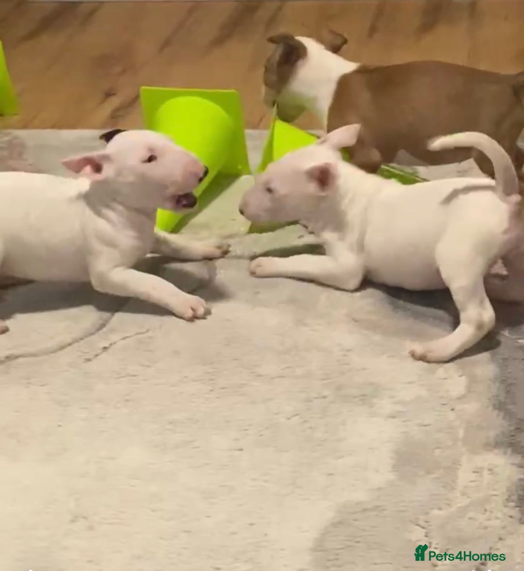 English Bull Terrier dogs for sale: English bull terrier puppy’s  - Image 1