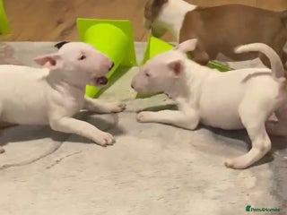 English Bull Terrier dogs - Advert 9
