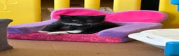 Domestic Shorthair cats for sale: Two beautiful girls  - Advert 11