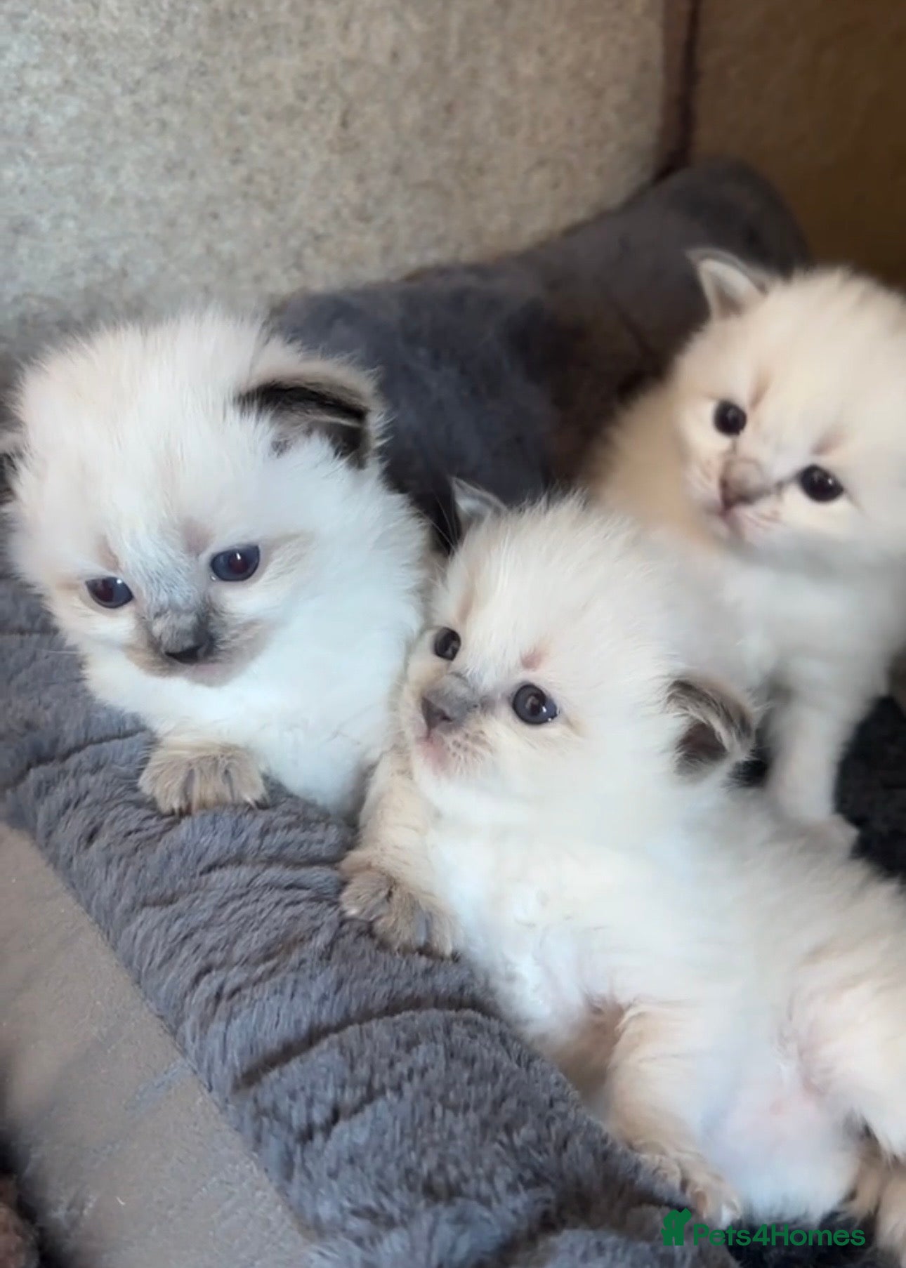 Ragdoll cats for sale: Ragdoll Kittens GCCF & Health Tested  - Advert 7