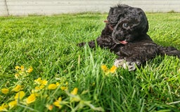 Bordoodle dogs for sale: Borderdoodle  Free five weeks insurance  - Image 1