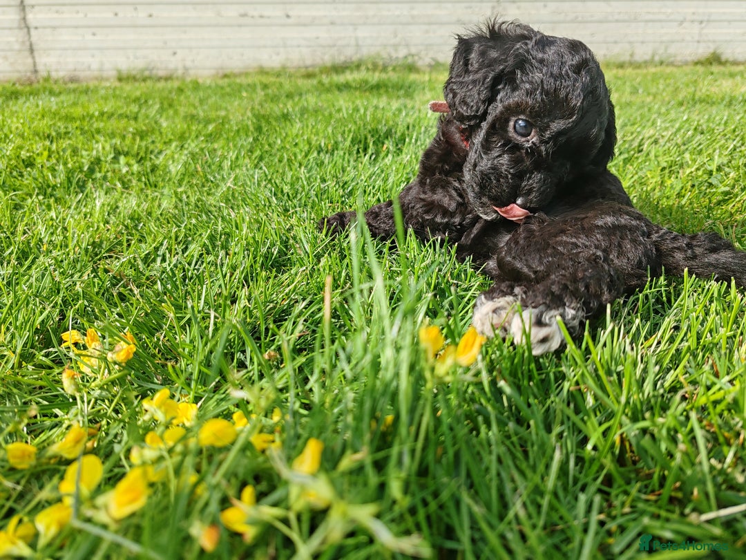 Bordoodle dogs for sale: Borderdoodle  Free five weeks insurance  - Image 1