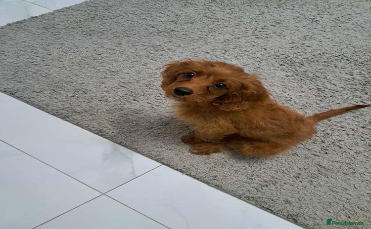 Cavapoo dogs - Advert 6