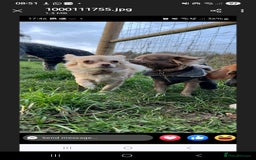 Chihuahua dogs for sale: Long haired chihuahua  - Image 7