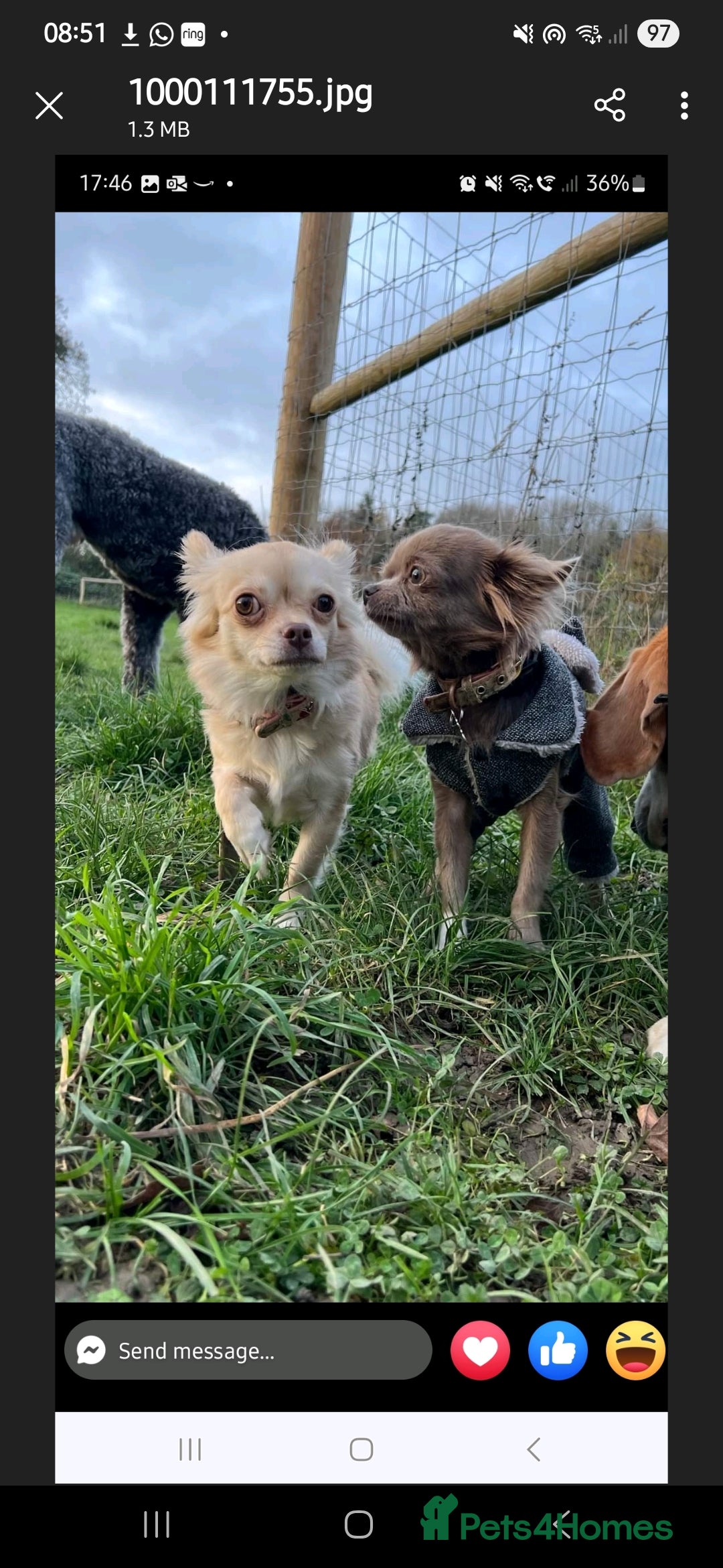 Chihuahua dogs for sale: Long haired chihuahua  - Image 7