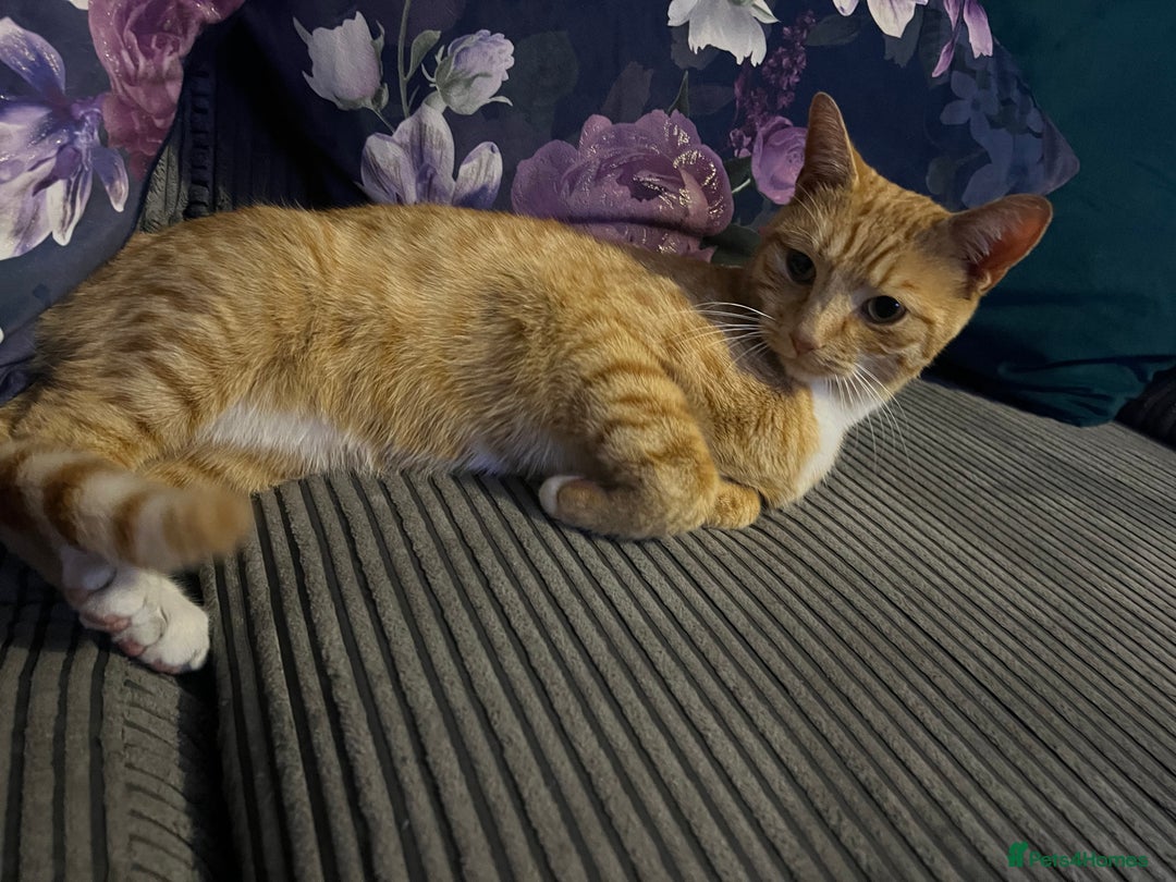 Mixed Breed cats for sale: Male ginger cat  - Image 26