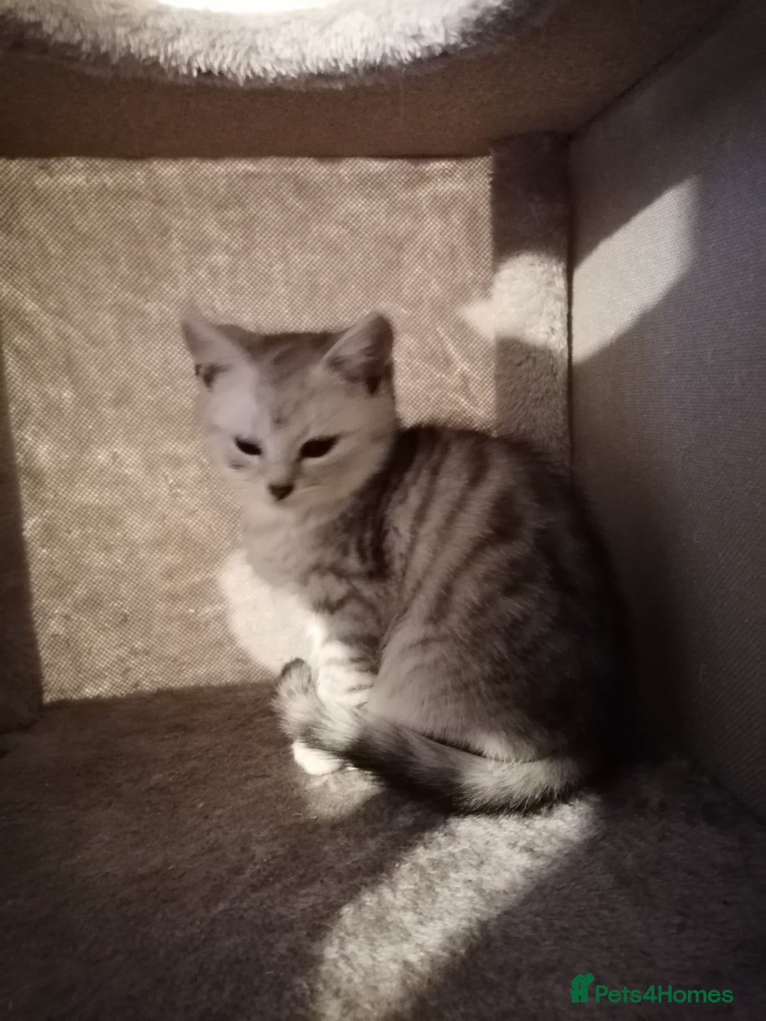 Mixed Breed cats for sale: Ragdoll x persian - Advert 7