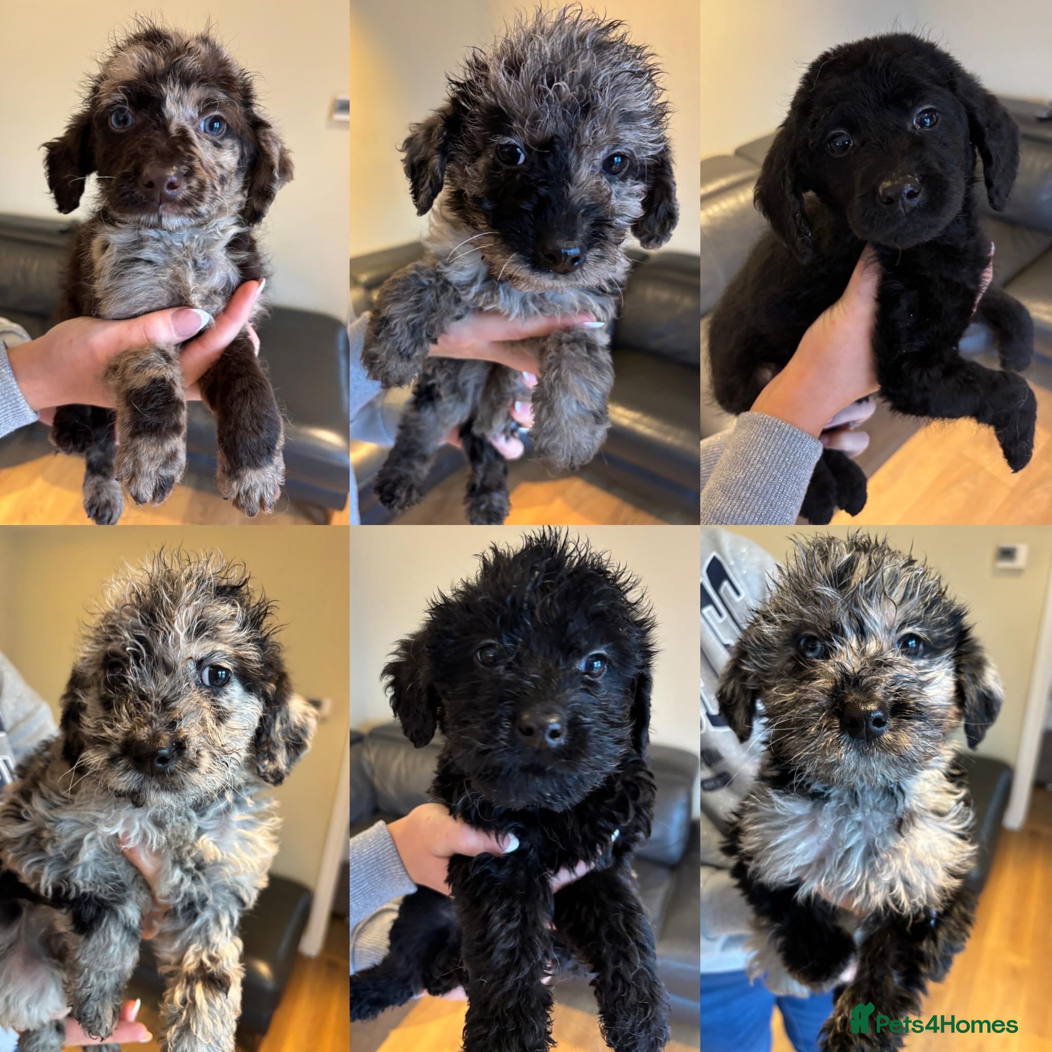 Labradoodle dogs Stunning Merle labradoodle puppies!!! - Advert 16