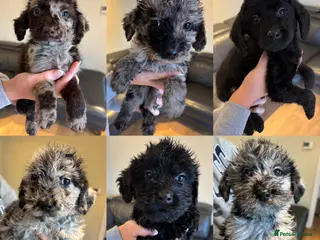 Labradoodle dogs Stunning Merle labradoodle puppies!!! - Advert 3