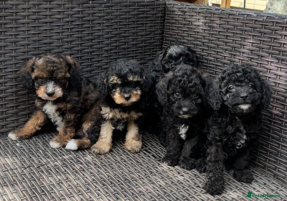 Cavapoochon dogs Cavapoochon pups health tested parents  - Advert 1