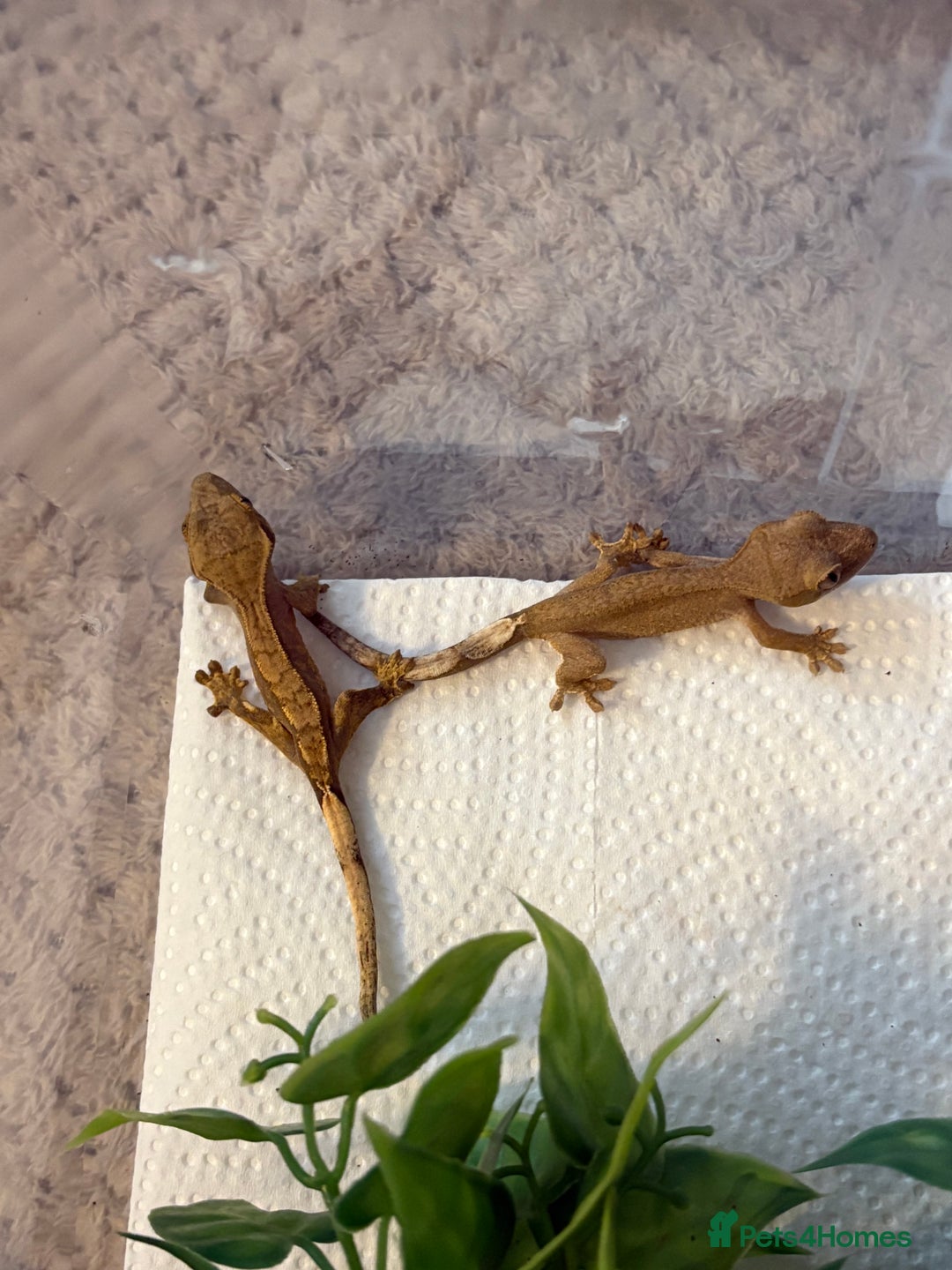Gecko reptiles for sale: Crested geckos for sale🦎 - Image 5