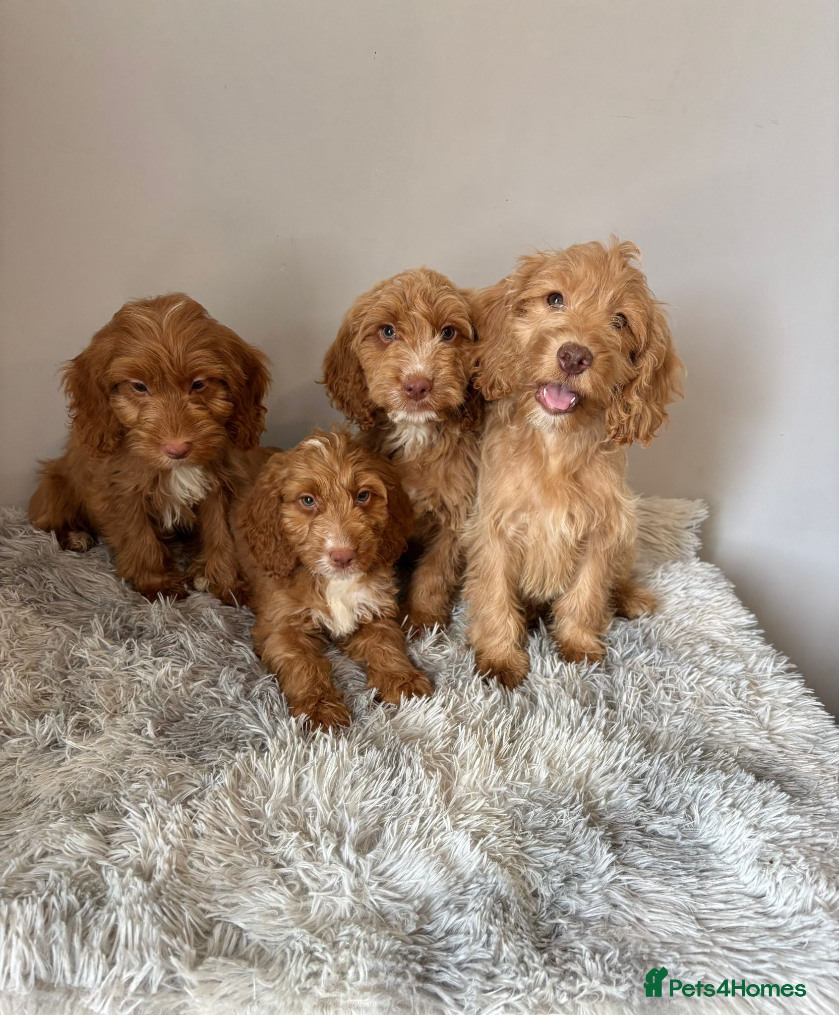 Cockapoo dogs Beautiful F1 Cockapoo Puppies - Ready Now - Advert 8