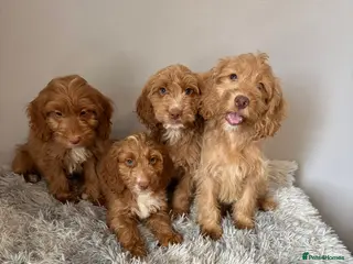 Cockapoo dogs Beautiful F1 Cockapoo Puppies - Ready Now - Advert 8