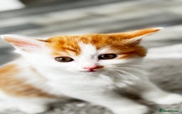 Domestic Shorthair cats for sale: Beautiful and adorable kittens for sale☺️ - Image 11