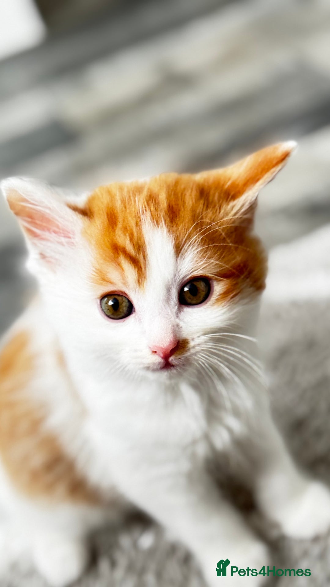 Domestic Shorthair cats for sale: Beautiful and adorable kittens for sale☺️ - Image 11