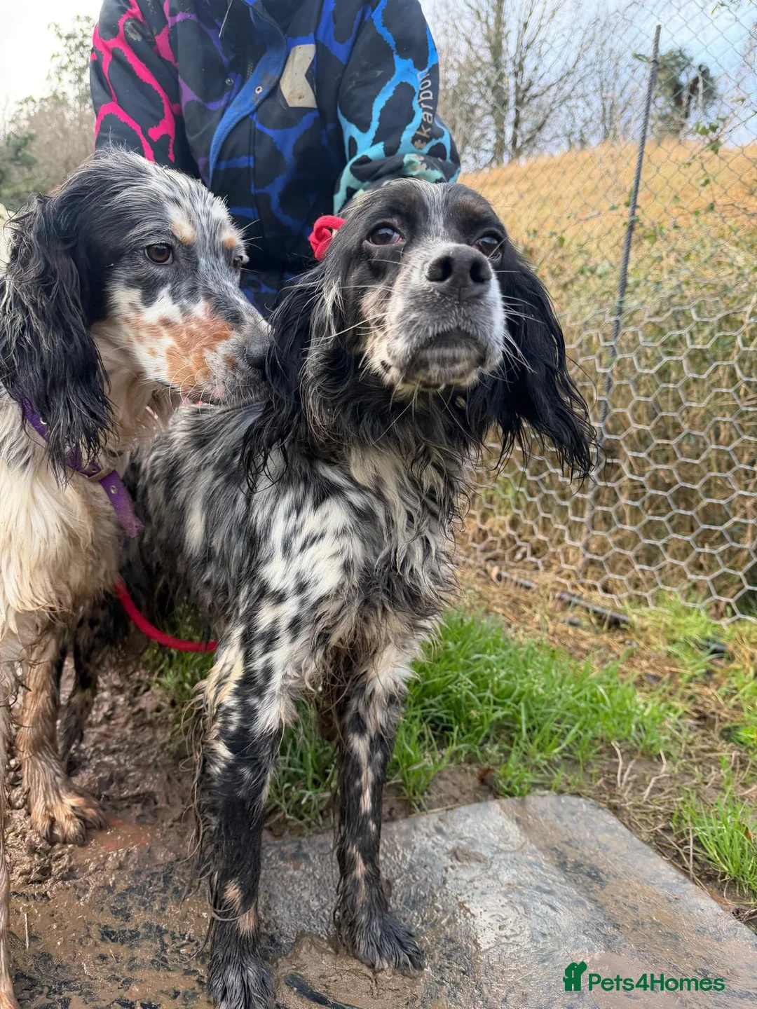 English Setter dogs for adoption: Lina  - Advert 5