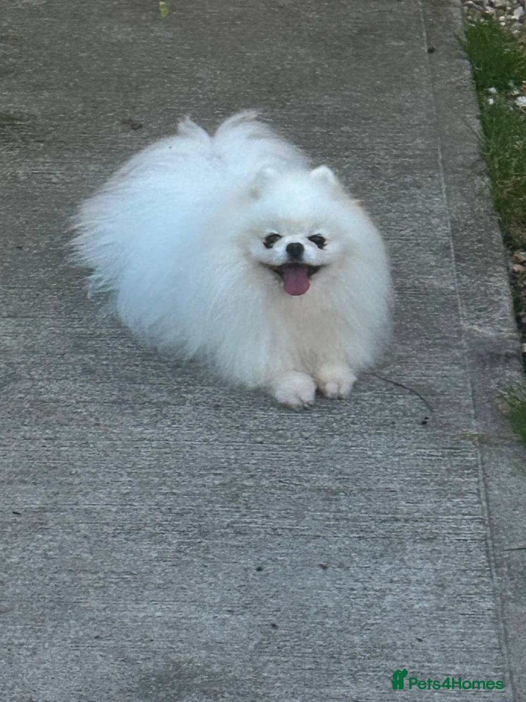 Pomeranian dogs for sale: Ice white boy for sale  - Advert 2