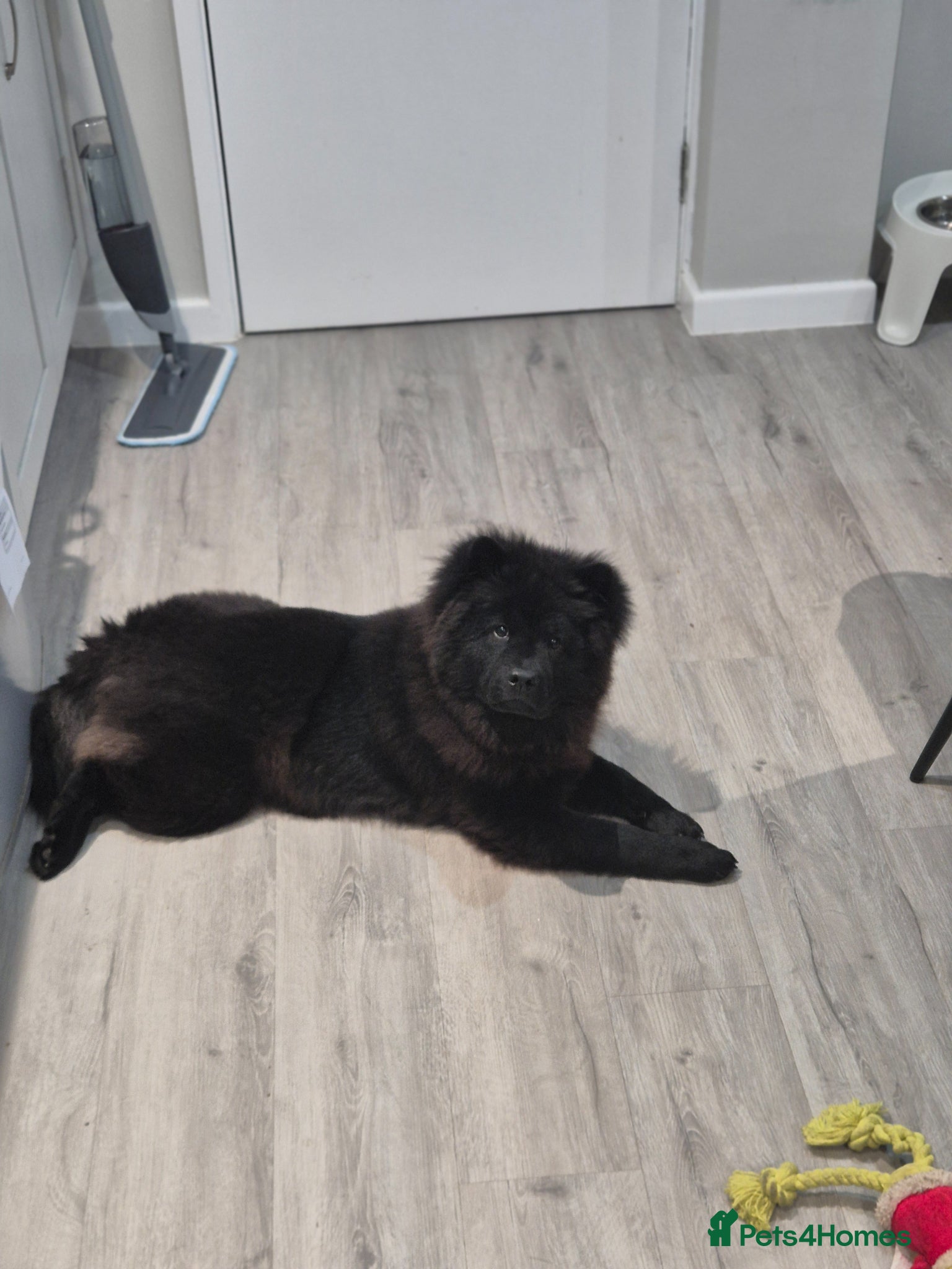 Chow Chow dogs for sale: 1 Year Old Female Chow Chow in Walsall - Advert 2