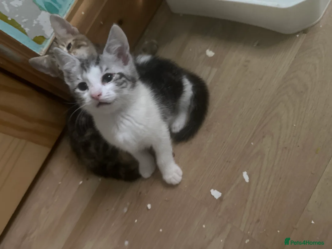 Mixed Breed cats for sale: Persian tabby - Advert 2