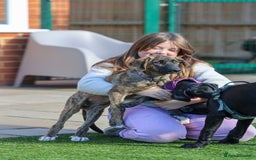 Mixed Breed dogs for adoption: Rosemary - Sweet & Calm - Image 11