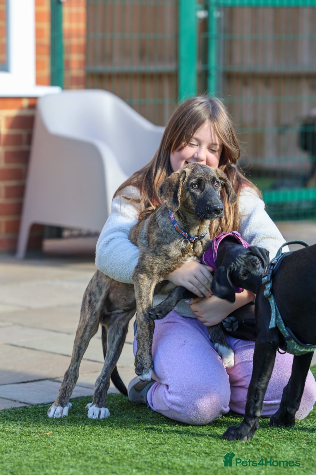 Mixed Breed dogs for adoption: Rosemary - Sweet & Calm - Image 11
