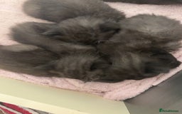 Bombay cats for sale: Black tabby kittens - Image 6