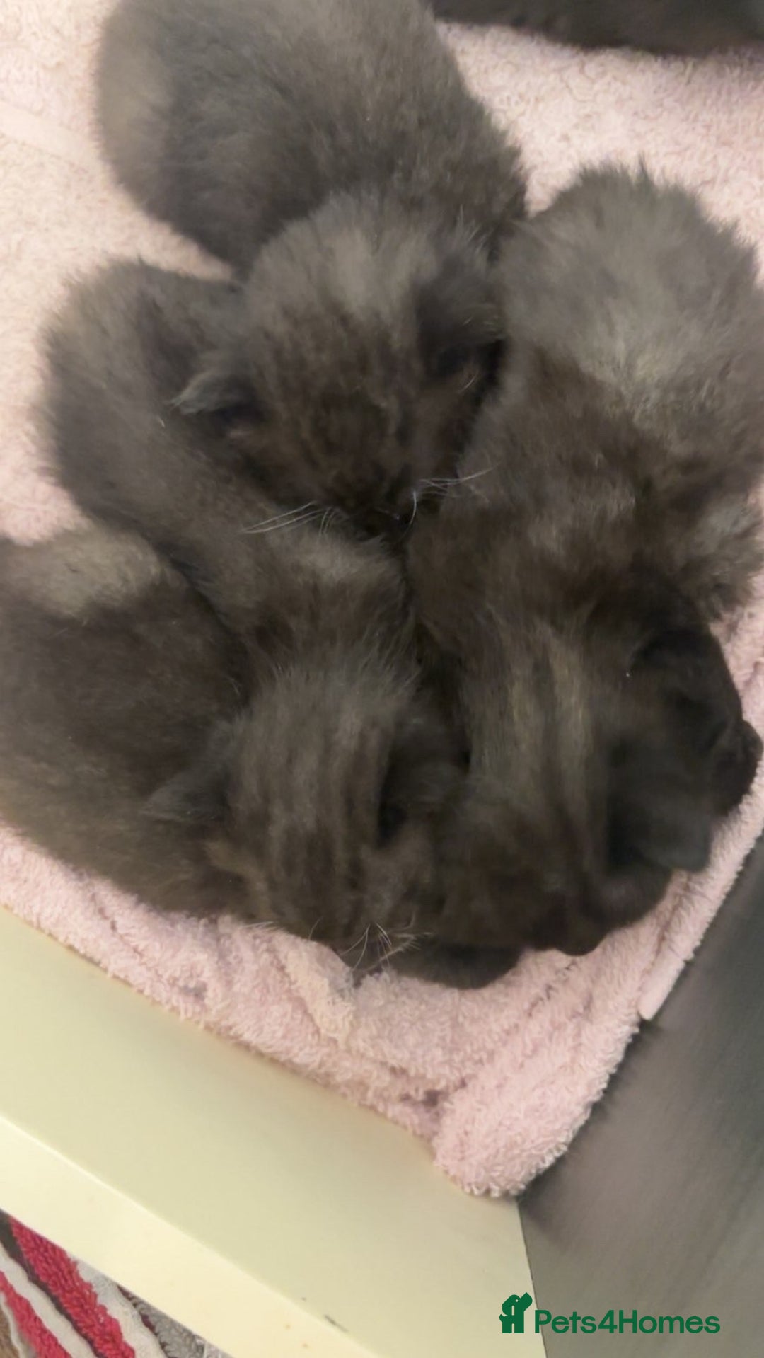 Bombay cats for sale: Black tabby kittens - Image 6