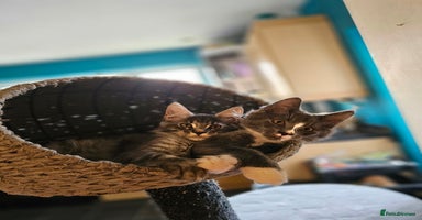 Maine Coon cats - Advert 4