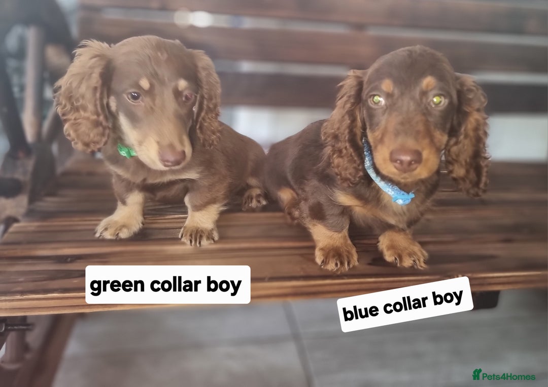 Dachshund dogs for sale: Long haired dashound pups  - Image 7
