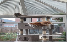 Maine Coon cats for sale: Maine Coon Kittens  - Image 16