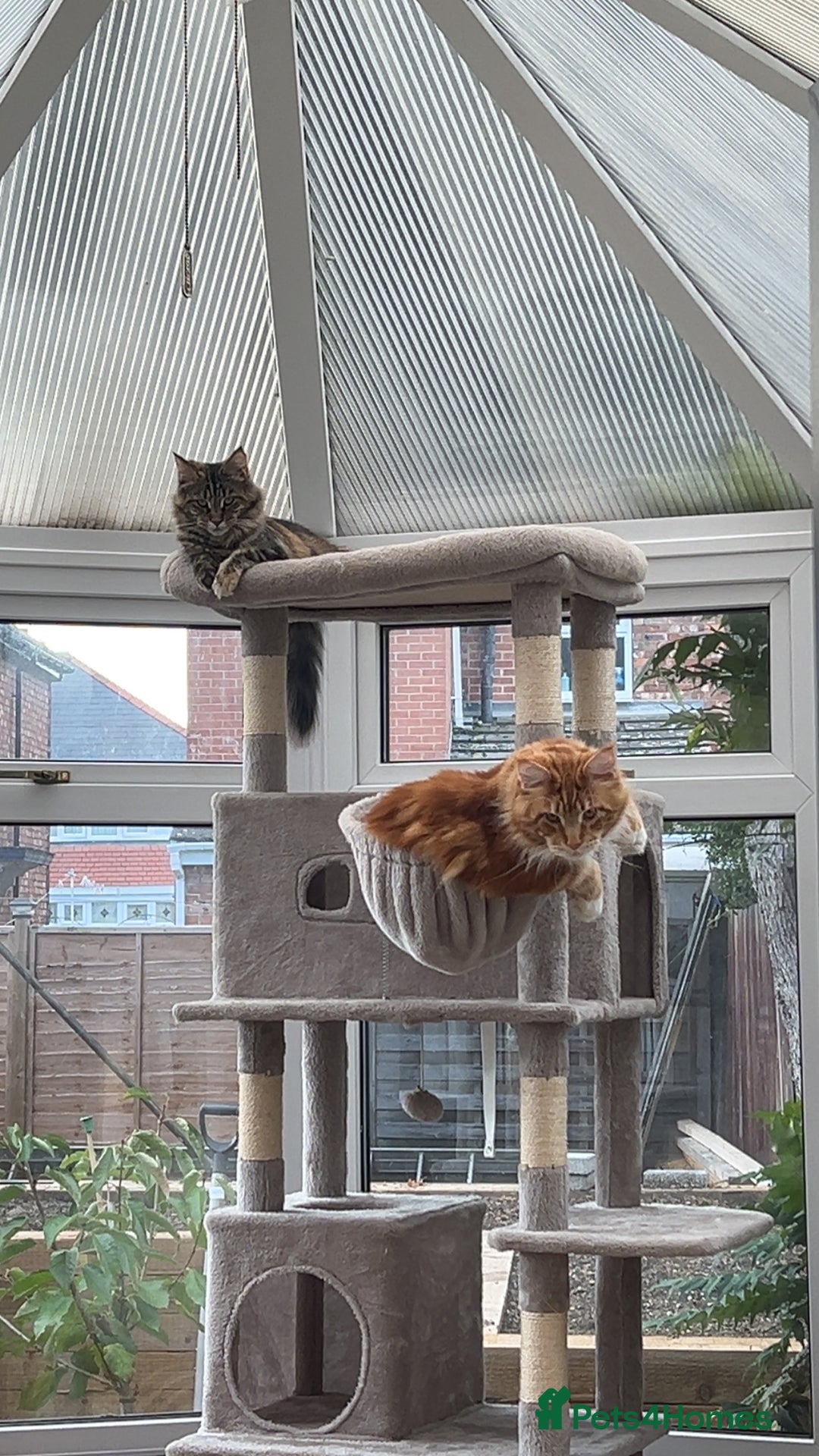 Maine Coon cats for sale: Maine Coon Kittens  - Image 16