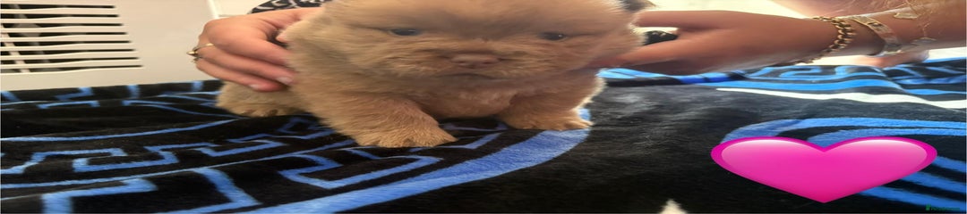Chow Chow Puppy 5