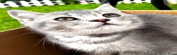 Scottish Fold cats for sale: One last Scottish Fold male kitten - Advert 4