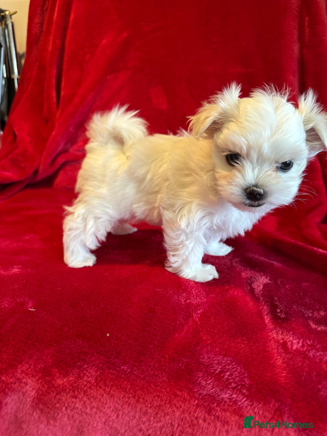 Maltese dogs for sale: Updated 24/07 KC Reg tiny Korean Maltese Puppies. in Ware - Image 16