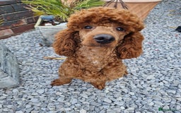 Miniature Poodle dogs for stud: Available for stud duties in Sheffield - Image 3