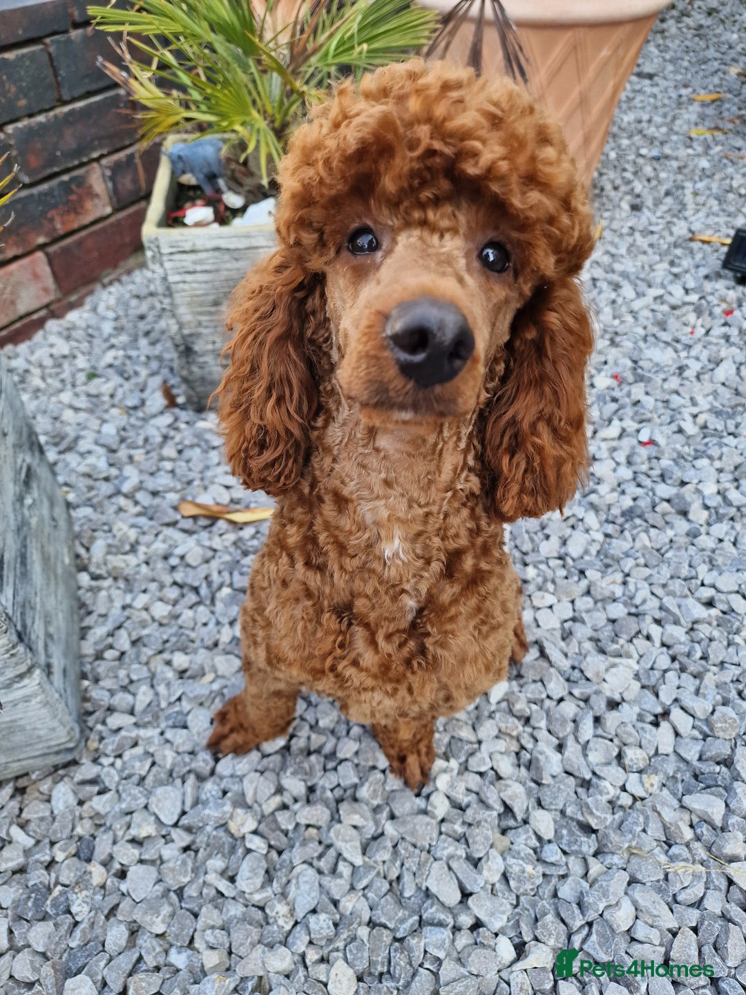 Miniature Poodle dogs for stud: Available for stud duties in Sheffield - Image 3